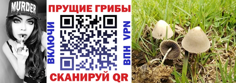 Галлюциногенные грибы Psilocybe  где продают   Нытва 